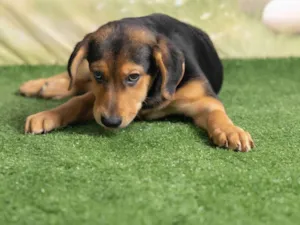 Cachorro raça SRD-ViraLata idade 2 a 6 meses nome Victoria 