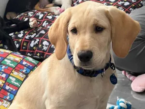 Cachorro raça SRD-ViraLata idade 2 a 6 meses nome Lucca 
