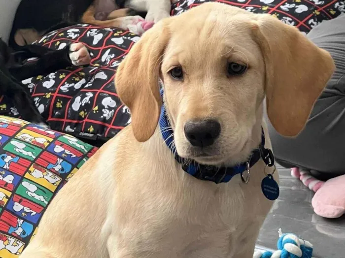 Cachorro ra a SRD-ViraLata idade 2 a 6 meses nome Lucca 