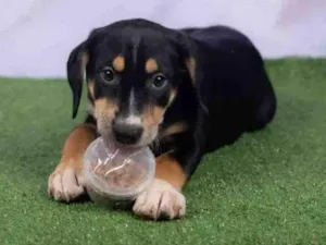 Cachorro raça SRD-ViraLata idade 2 a 6 meses nome Léo 