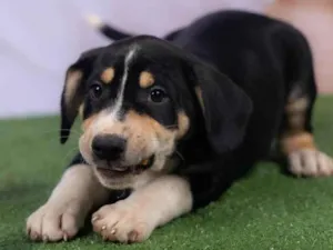 Cachorro raça SRD-ViraLata idade 2 a 6 meses nome Lenne 