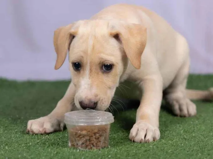 Cachorro ra a SRD-ViraLata idade 2 a 6 meses nome Liz