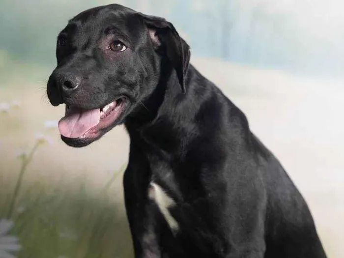 Cachorro ra a SRD-ViraLata idade 2 a 6 meses nome Bento 