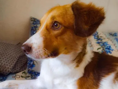 Cachorro raça SRD-ViraLata idade 5 anos nome Mia