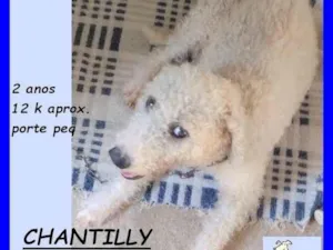 Cachorro raça SRD-ViraLata idade 2 anos nome Chantilly