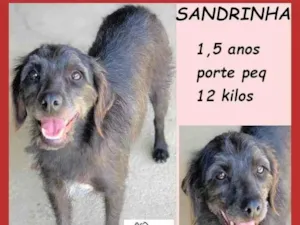 Cachorro raça SRD-ViraLata idade 1 ano nome Sandrinha