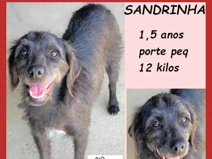 Cachorro ra a SRD-ViraLata idade 1 ano nome Sandrinha