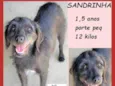 Sandrinha