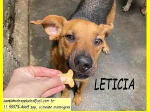 Cachorro raça SRD-ViraLata idade 2 anos nome Letícia 