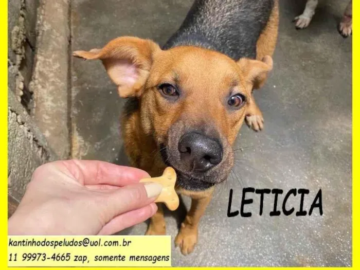 Cachorro ra a SRD-ViraLata idade 2 anos nome Letícia 