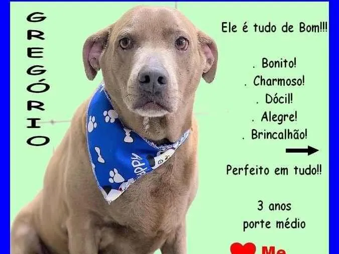 Cachorro ra a SRD-ViraLata idade 3 anos nome Gregório