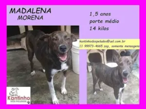 Cachorro raça SRD-ViraLata idade 1 ano nome Madalena morena