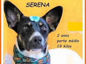 Cachorro raça SRD-ViraLata idade 2 anos nome Serena