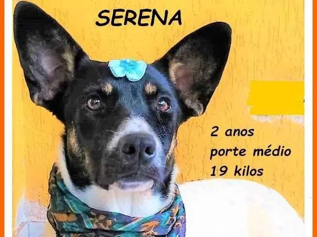 Cachorro ra a SRD-ViraLata idade 2 anos nome Serena