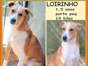 Cachorro raça SRD-ViraLata idade 1 ano nome Loirinho