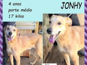 Cachorro raça SRD-ViraLata idade 4 anos nome Jonhy