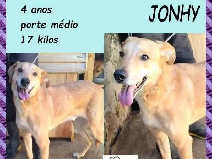 Cachorro ra a SRD-ViraLata idade 4 anos nome Jonhy