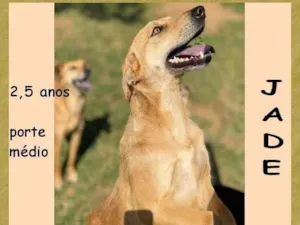 Cachorro raça SRD-ViraLata idade 2 anos nome Jade 