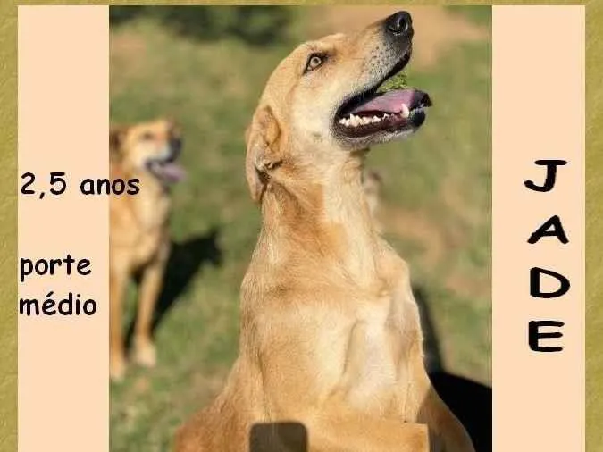 Cachorro ra a SRD-ViraLata idade 2 anos nome Jade 