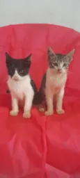 Ekko e Soluço