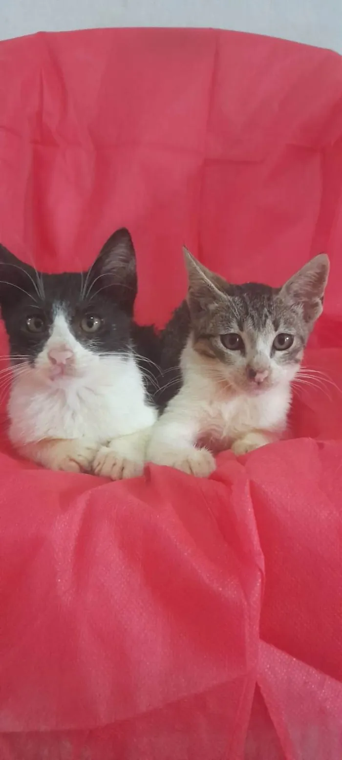 Gato ra a SRD-ViraLata idade 2 a 6 meses nome Ekko e Soluço 