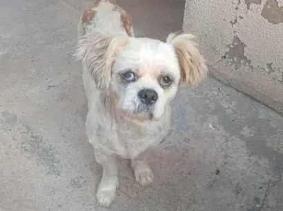 Cachorro raça Shitzu idade 6 ou mais anos nome Não sei o nome