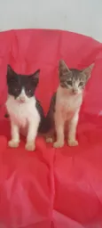 Ekko e Soluço