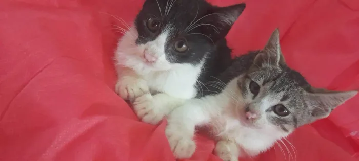 Gato ra a SRD-ViraLata idade 2 a 6 meses nome Ekko e Soluço 