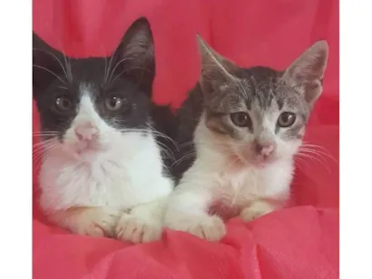 Gato raça SRD-ViraLata idade 2 a 6 meses nome Ekko e Soluço 