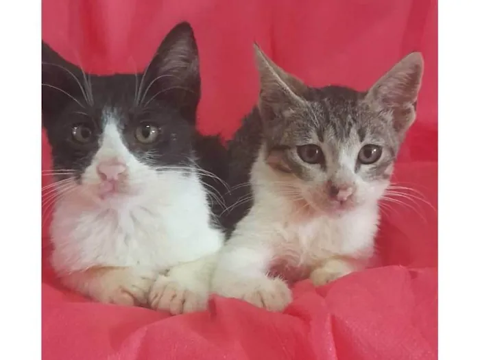 Gato ra a SRD-ViraLata idade 2 a 6 meses nome Ekko e Soluço 