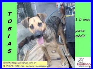 Cachorro raça SRD-ViraLata idade 1 ano nome Tobias 