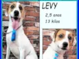 Levy