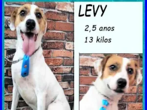 Cachorro raça SRD-ViraLata idade 2 anos nome Levy