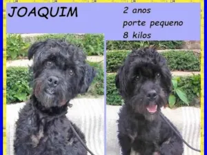 Cachorro raça SRD-ViraLata idade 2 anos nome Joaquim 