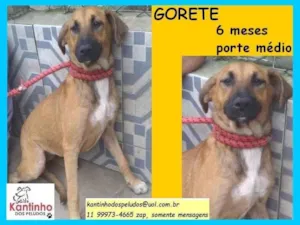Cachorro raça SRD-ViraLata idade 2 a 6 meses nome Gorete