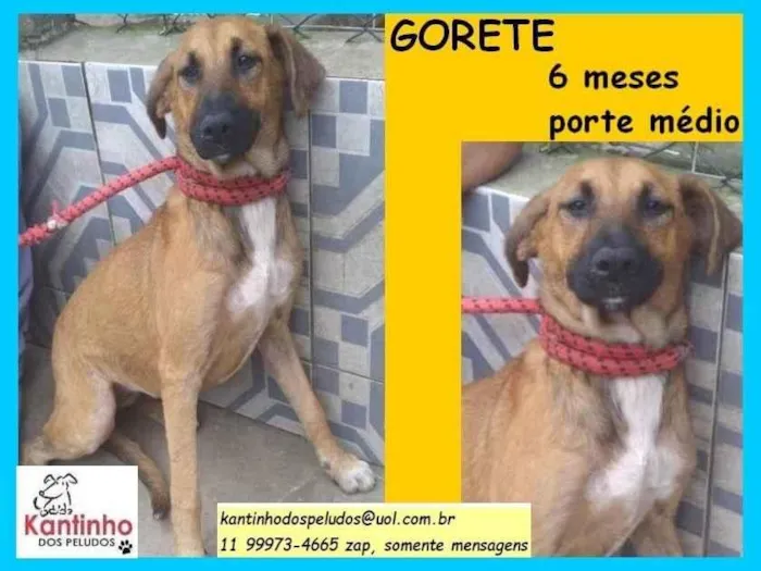 Cachorro ra a SRD-ViraLata idade 2 a 6 meses nome Gorete