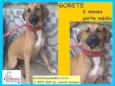 Gorete