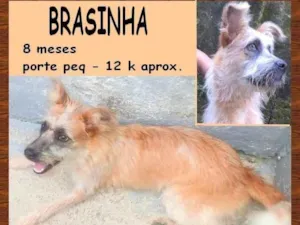 Cachorro raça SRD-ViraLata idade 7 a 11 meses nome Brasinha