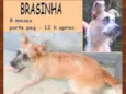 Brasinha