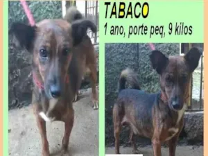 Cachorro raça SRD-ViraLata idade 1 ano nome Tabaco
