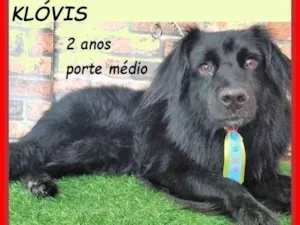 Cachorro raça SRD-ViraLata idade 2 anos nome Klóvis