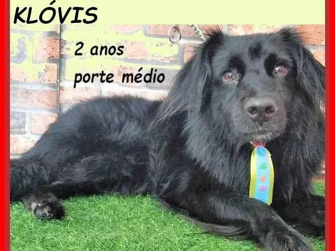 Cachorro ra a SRD-ViraLata idade 2 anos nome Klóvis