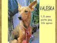 Valeska