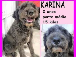 Cachorro raça SRD-ViraLata idade 2 anos nome Karina