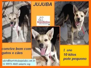 Cachorro raça SRD-ViraLata idade 1 ano nome Jujuba