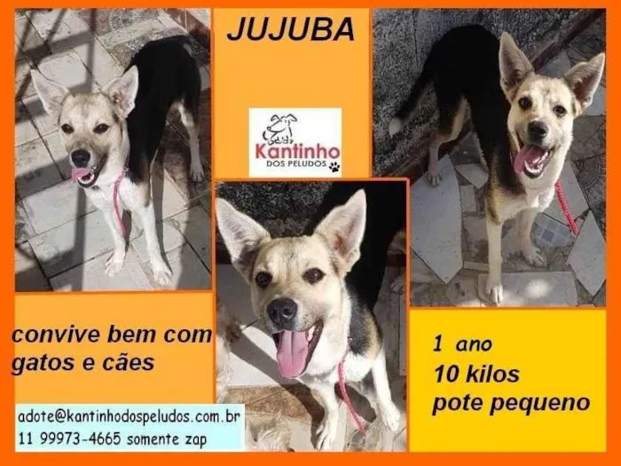Cachorro ra a SRD-ViraLata idade 1 ano nome Jujuba