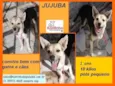 Jujuba