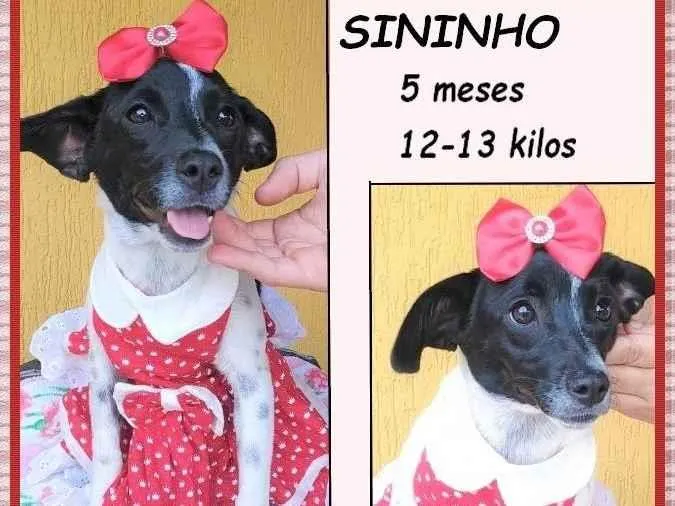 Cachorro ra a SRD-ViraLata idade 2 a 6 meses nome Sininho 