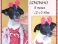 Sininho