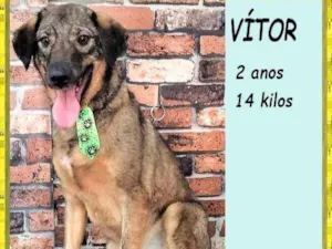 Cachorro raça SRD-ViraLata idade 2 anos nome Vítor